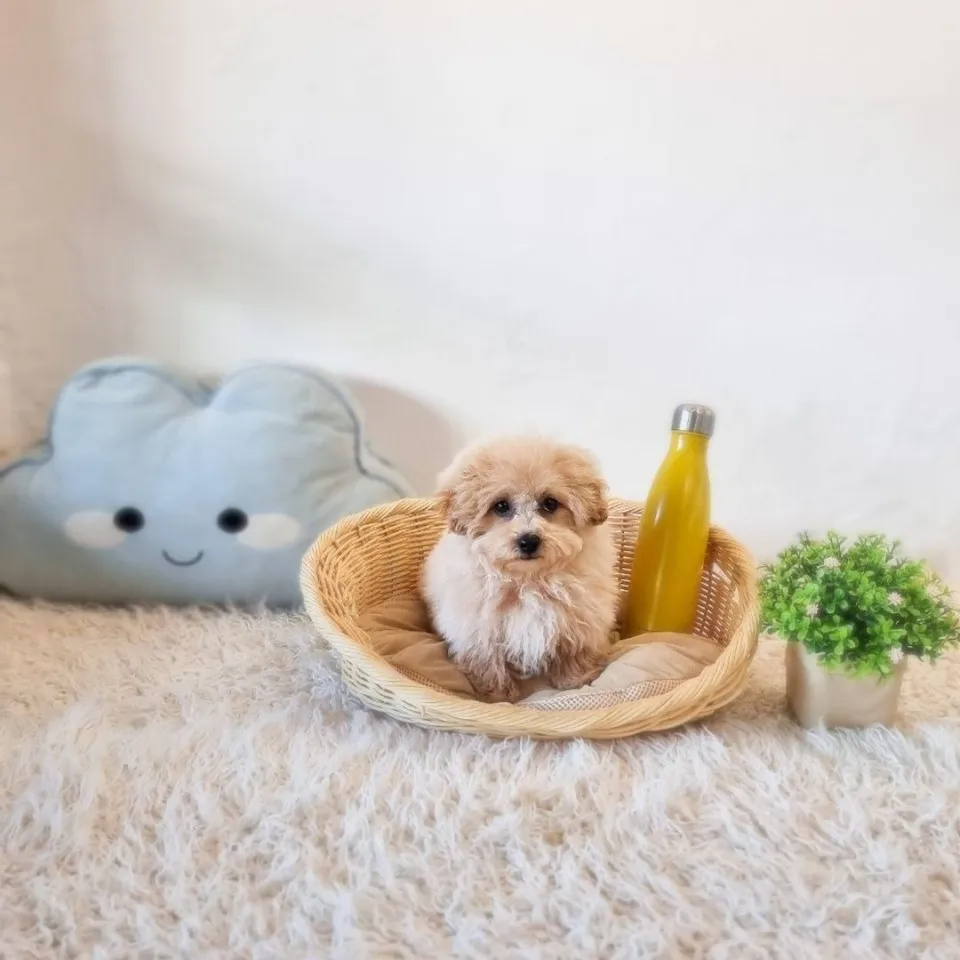 Nin, apricot maltipoo puppy for sale in Singapore
