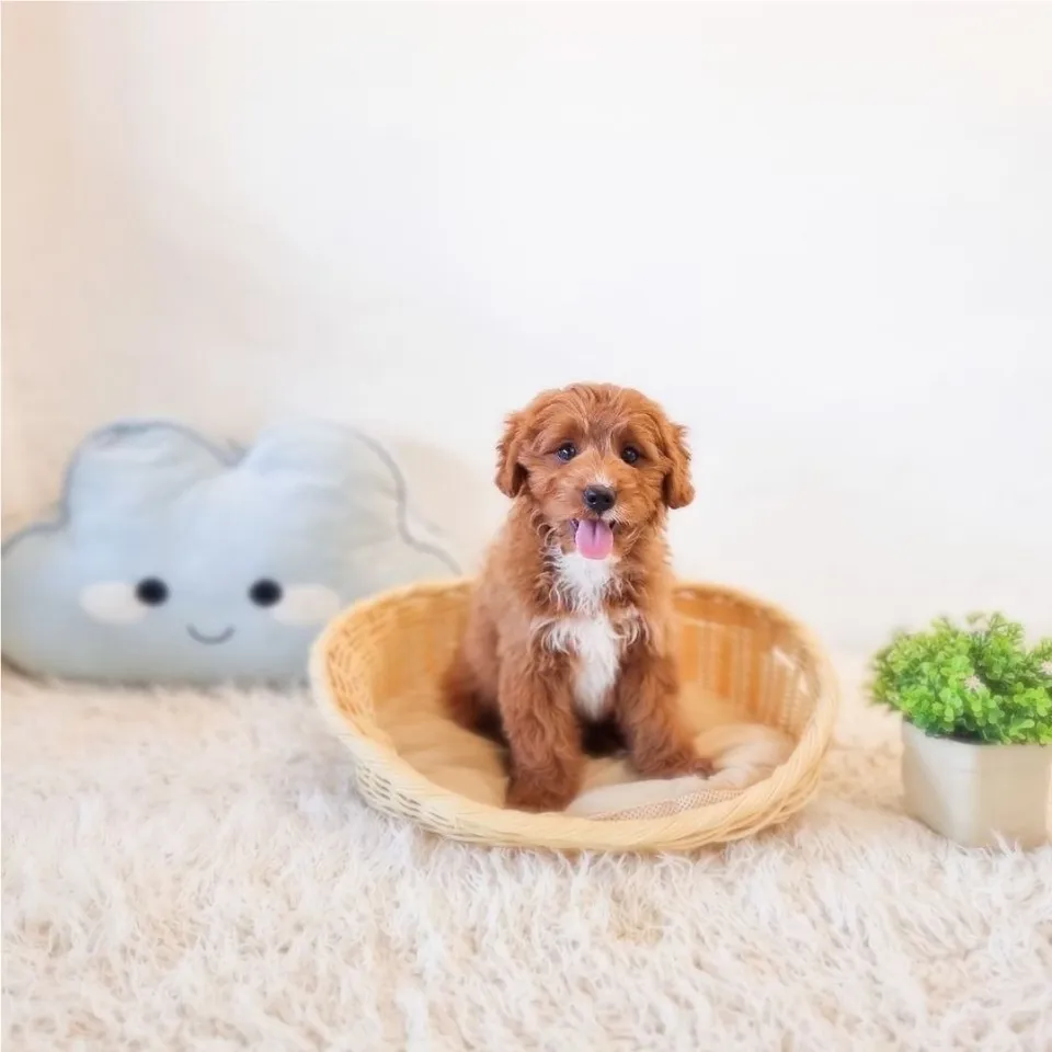 Eigh, red white cavapoo puppy for sale in Singapore