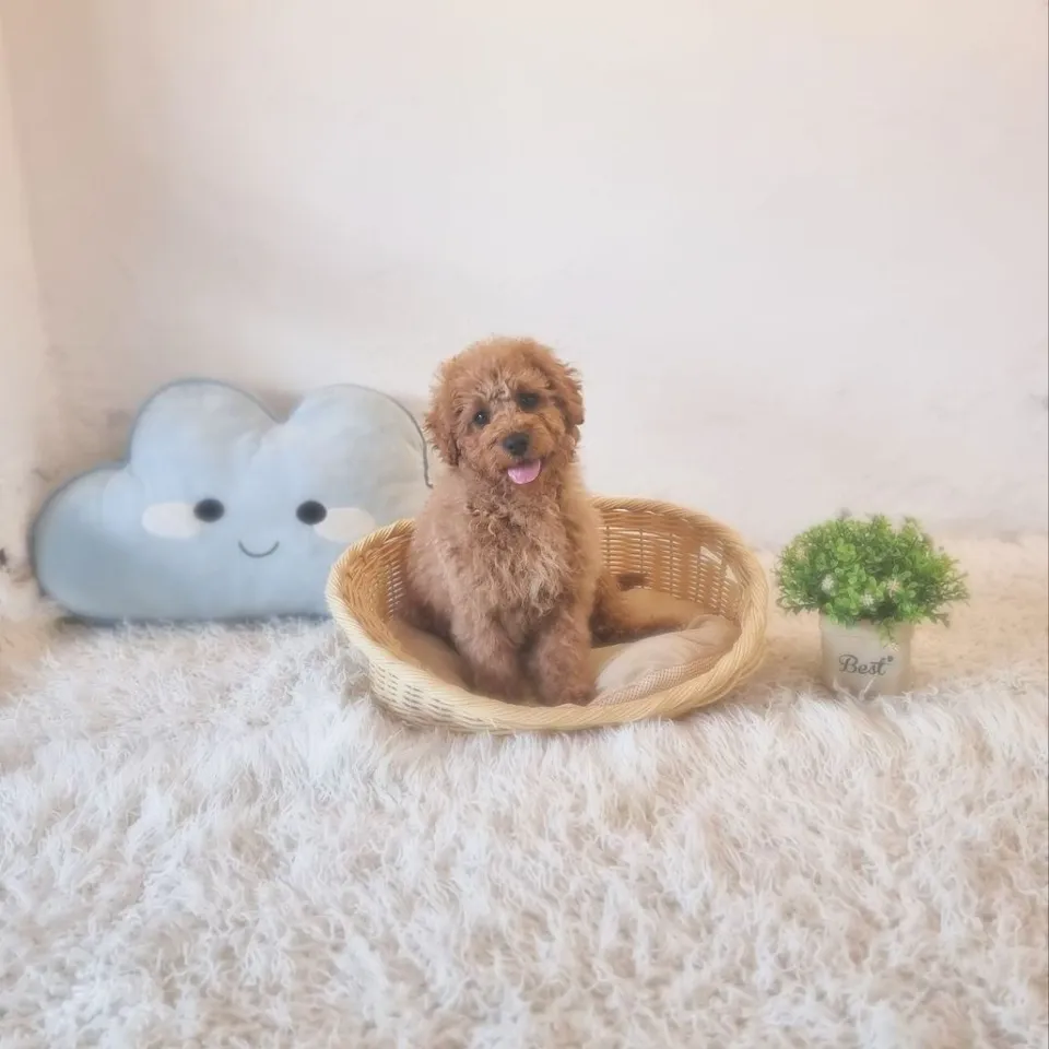 Ten, red goldendoodle puppy for sale in Singapore