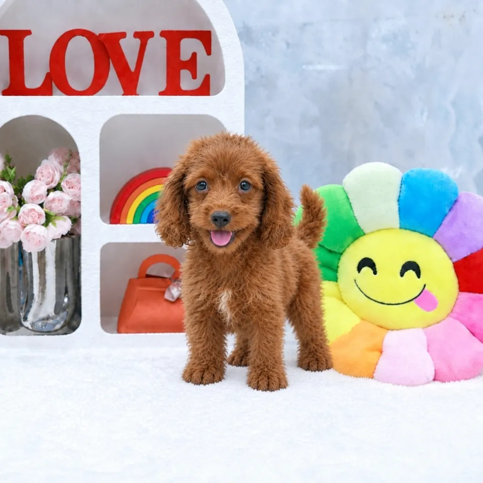 Ah Boy, apricot cavapoo puppy for sale in Singapore