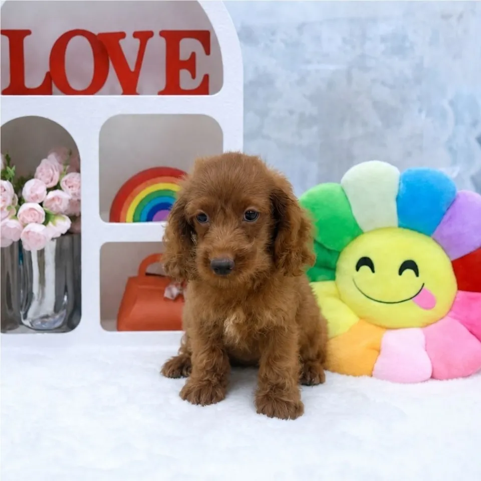 Thir, apricot cavapoo puppy for sale in Singapore