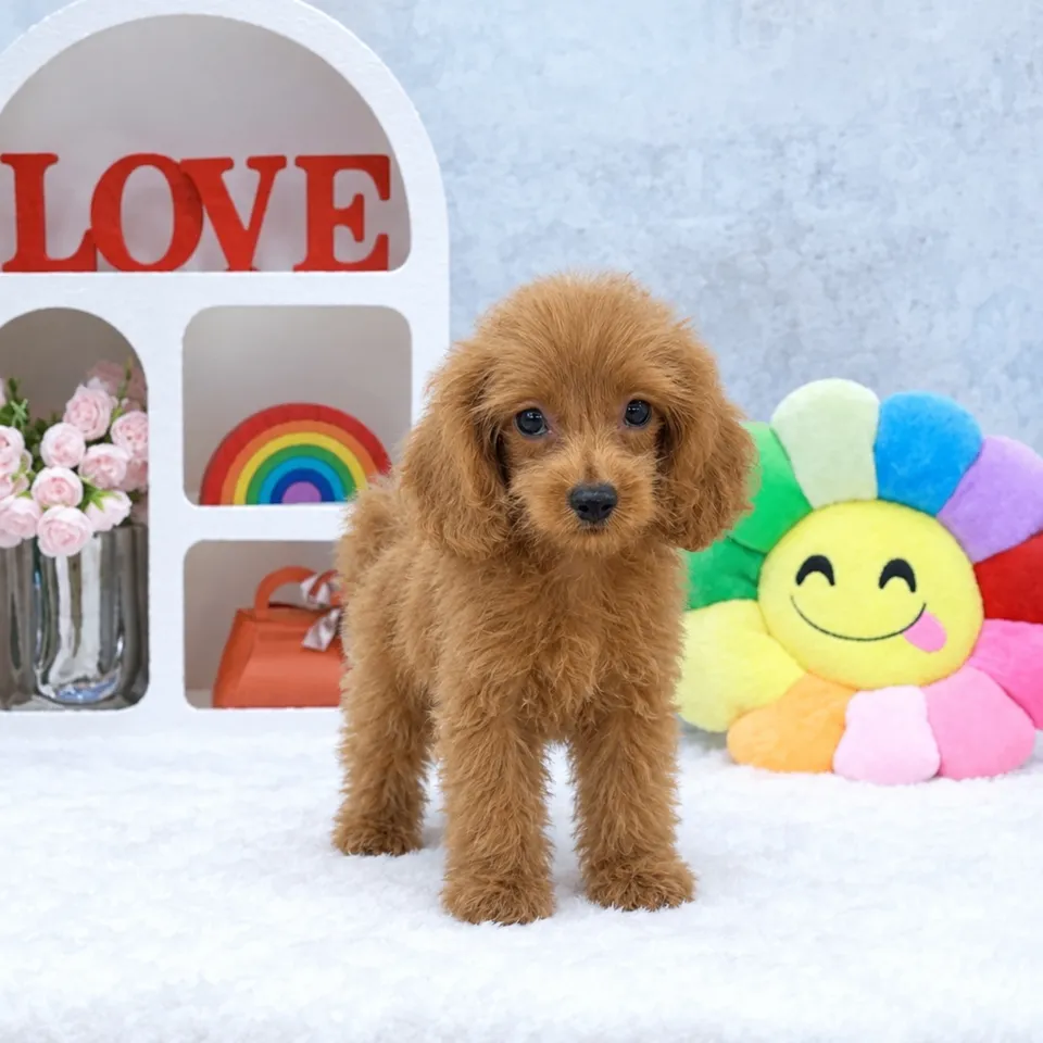 Ang Ku, apricot cavapoo puppy for sale in Singapore