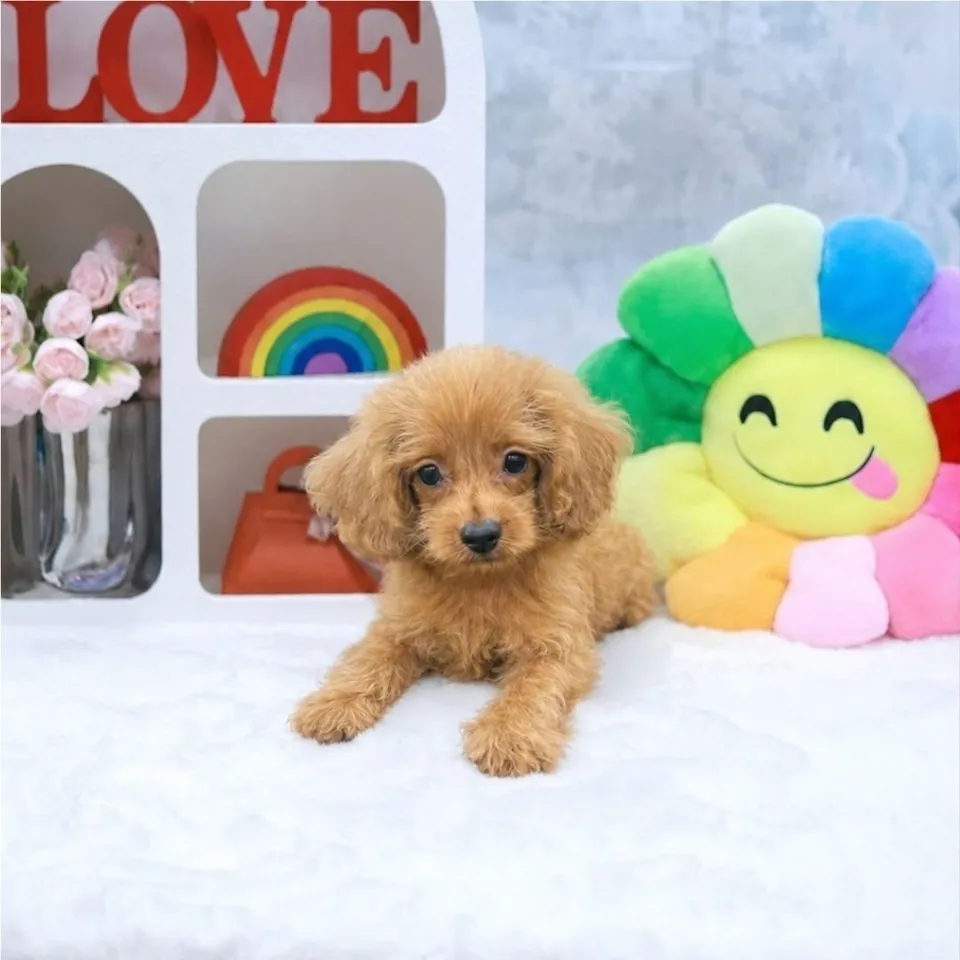 Fou, apricot cavapoo puppy for sale in Singapore