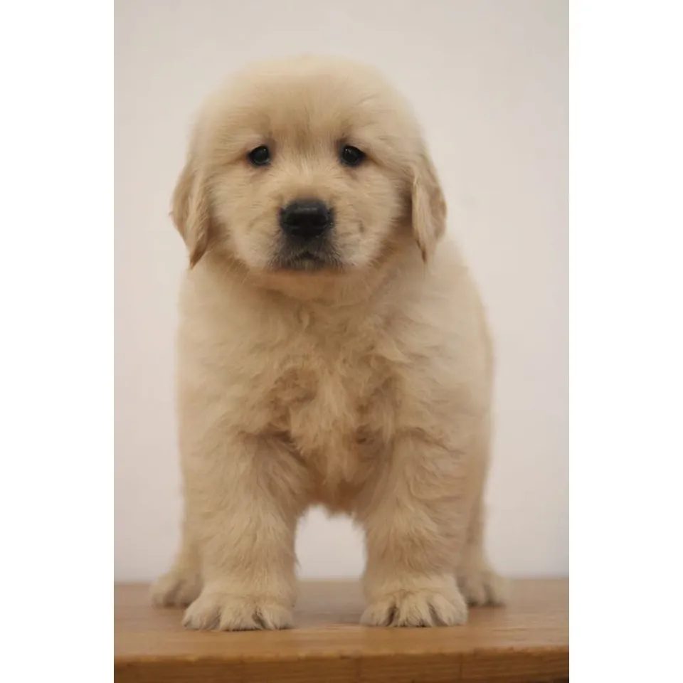 Six, golden retriever puppy for sale in Singapore