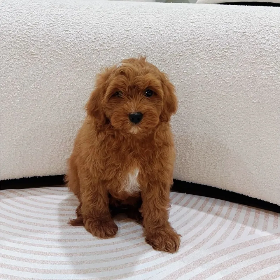 Fift, red white cavapoo puppy for sale in Singapore