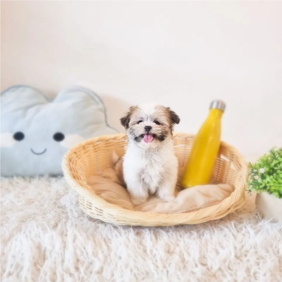 Chilli, tri color malshi puppy for sale in Singapore