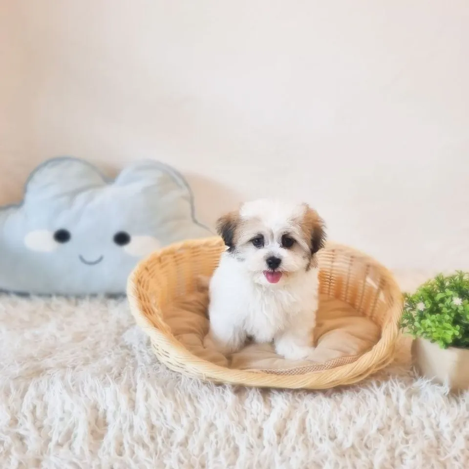 Sambal, tri color malshi puppy for sale in Singapore