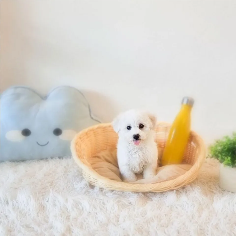 Seve, white bichon frise puppy for sale in Singapore