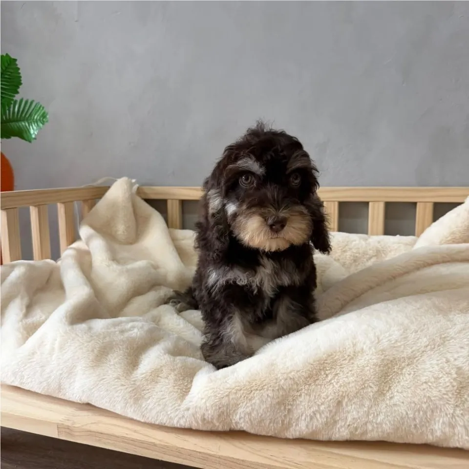 Fox, tri color cockapoo puppy for sale in Singapore