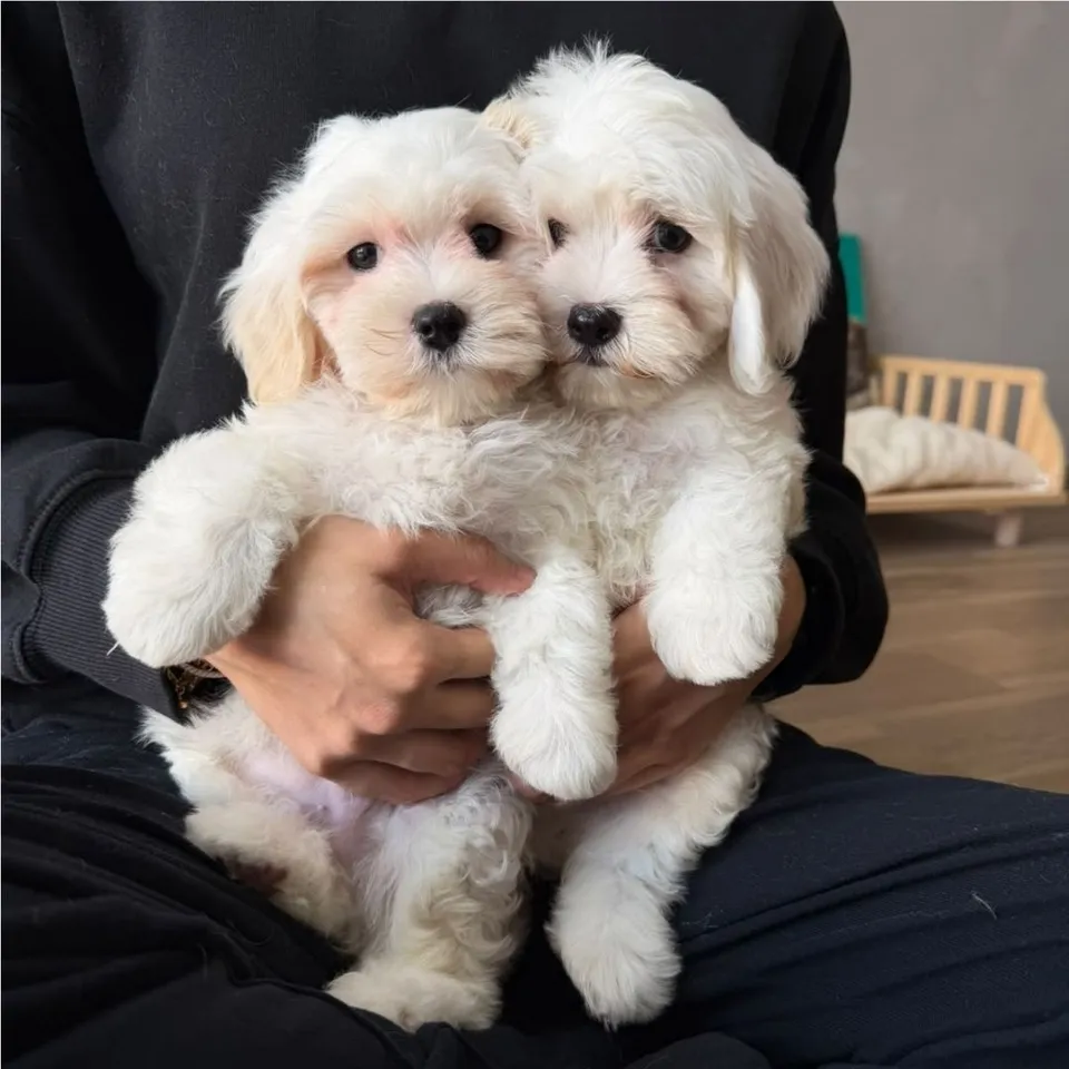 Flash, white maltipoo puppy for sale in Singapore