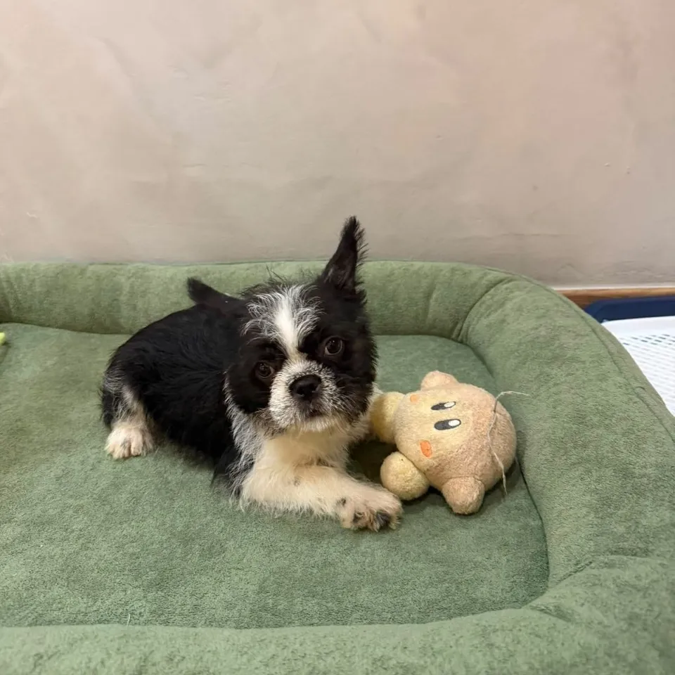 Hop, black white french bulldog puppy for sale in Singapore