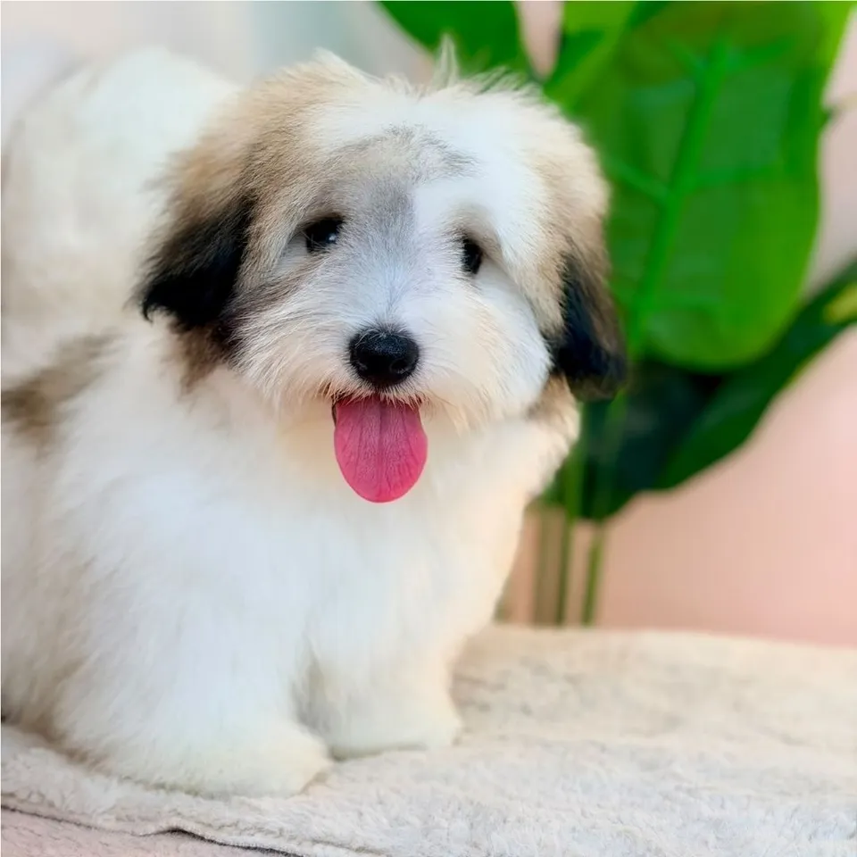 Kron, tri color coton de tulear puppy for sale in Singapore