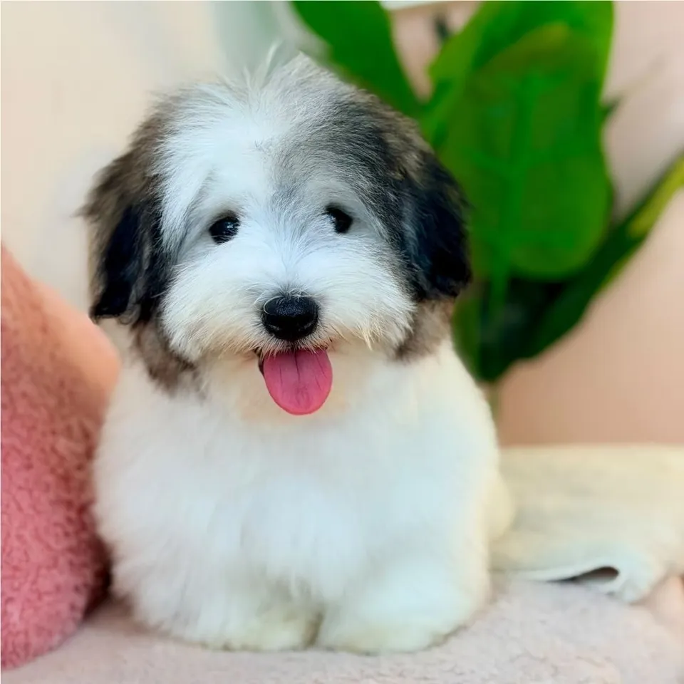 Krone, tri color coton de tulear puppy for sale in Singapore