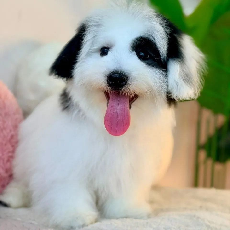 Kronel, tri color coton de tulear puppy for sale in Singapore