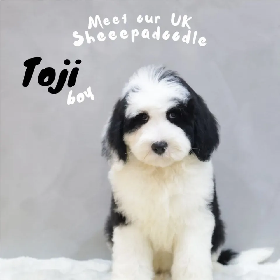 Moche, black white sheepadoodle puppy for sale in Singapore