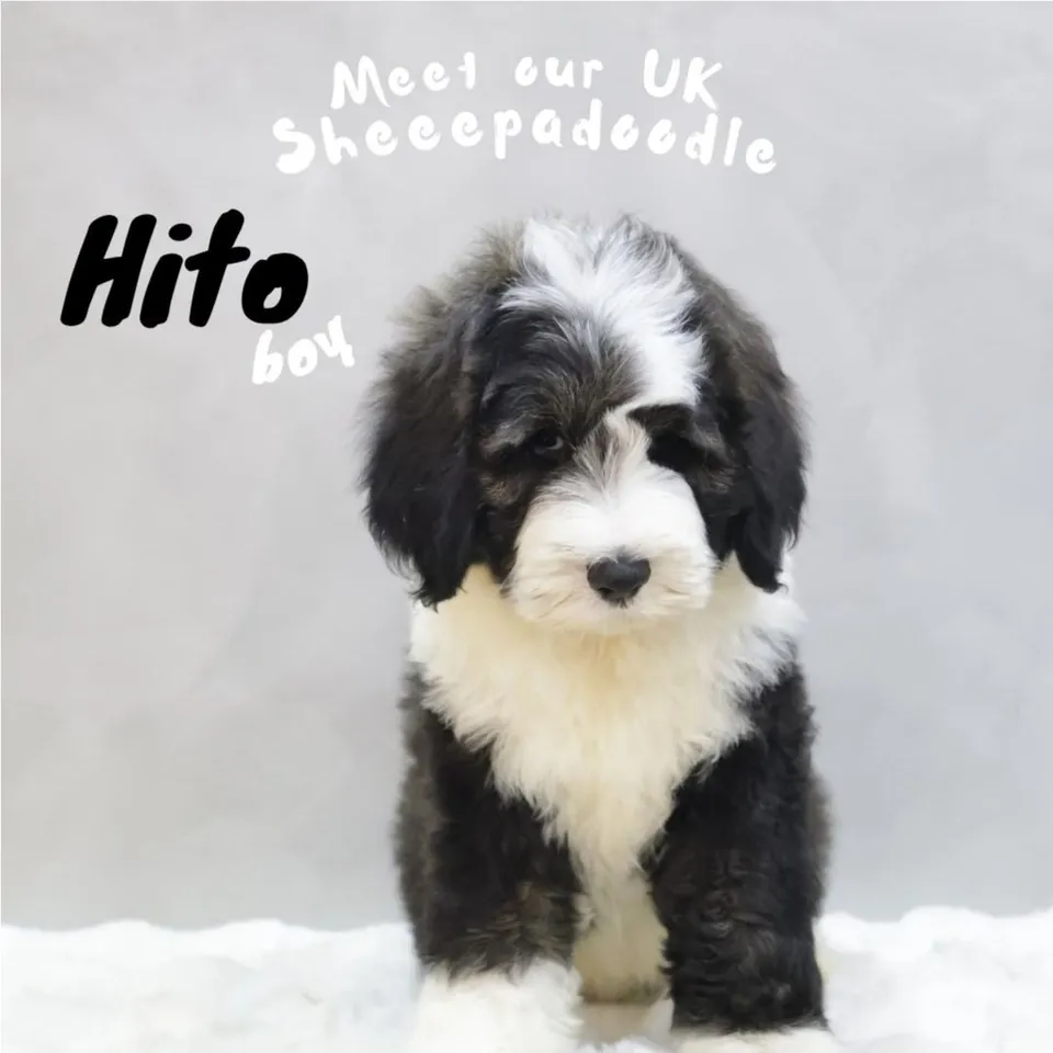 Pixel, black white sheepadoodle puppy for sale in Singapore