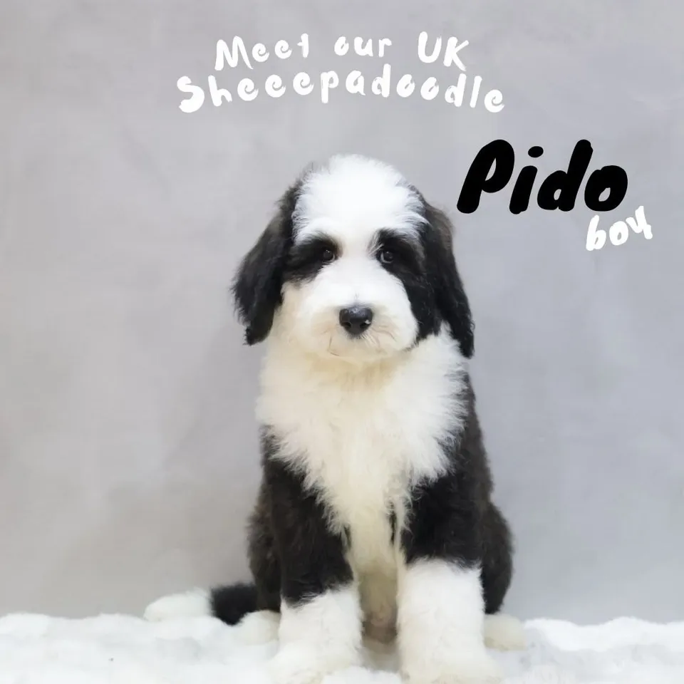 Scout, black white sheepadoodle puppy for sale in Singapore