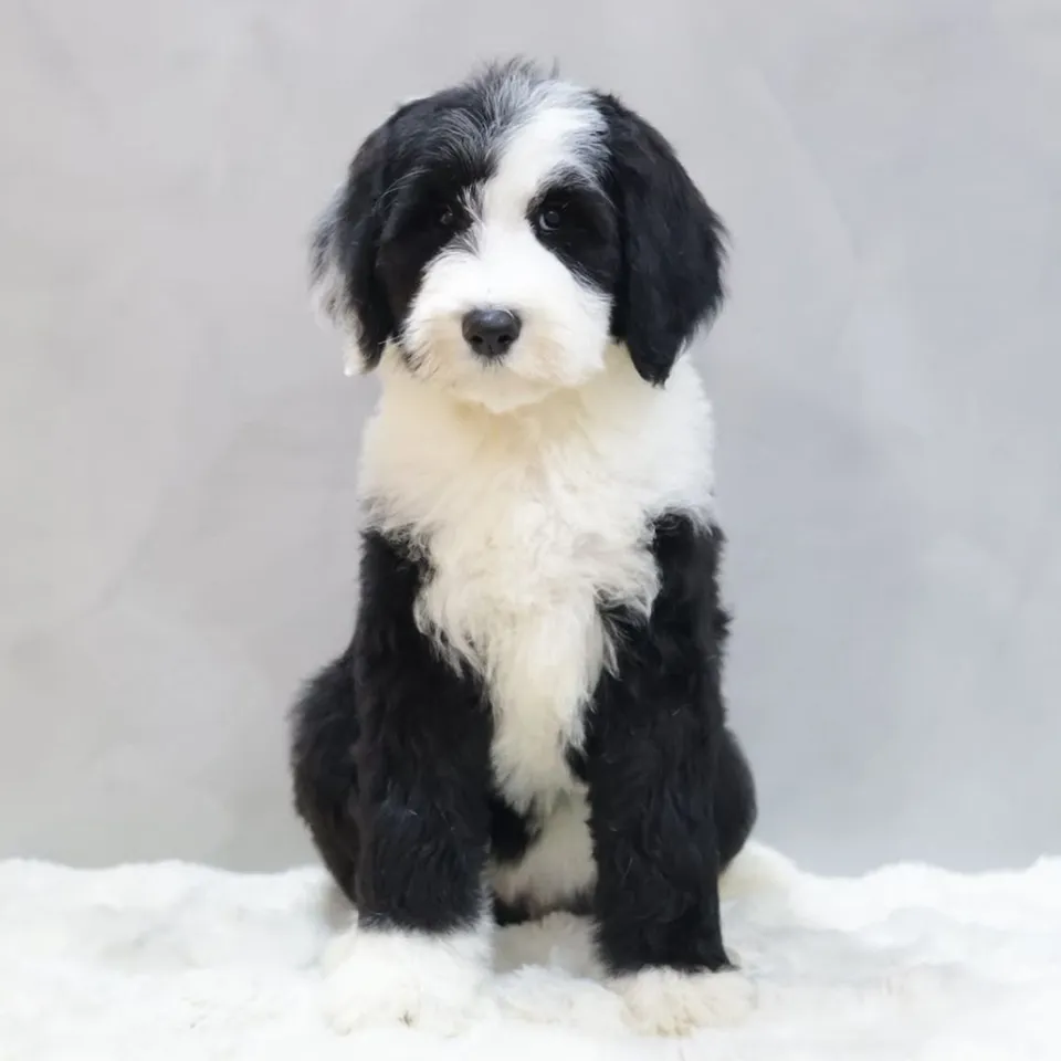 Clover, black white sheepadoodle puppy for sale in Singapore