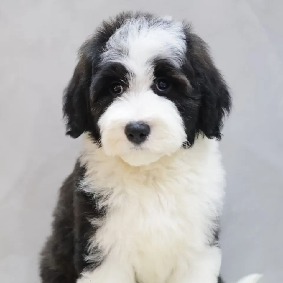 Ziggy, black white sheepadoodle puppy for sale in Singapore