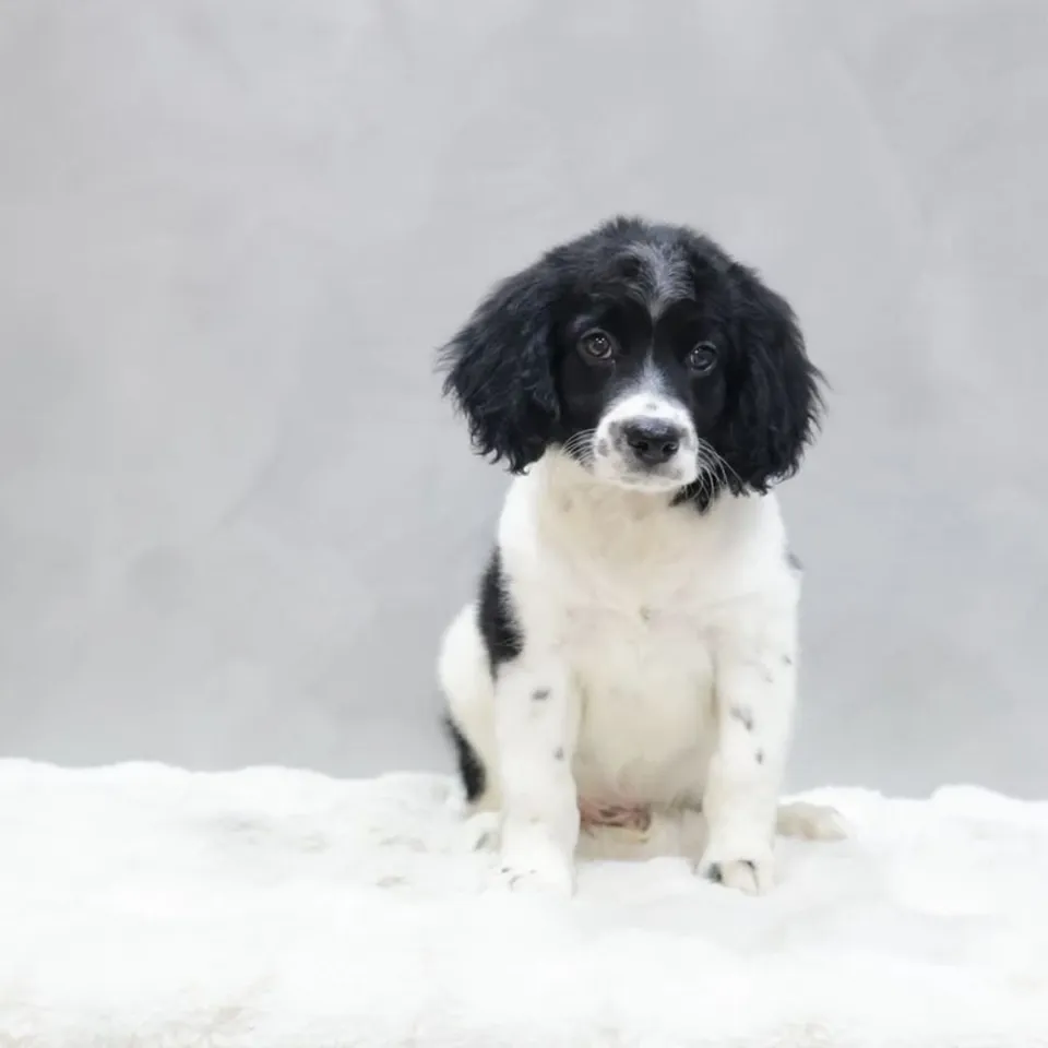 Pebble, black white goldendoodle puppy for sale in Singapore