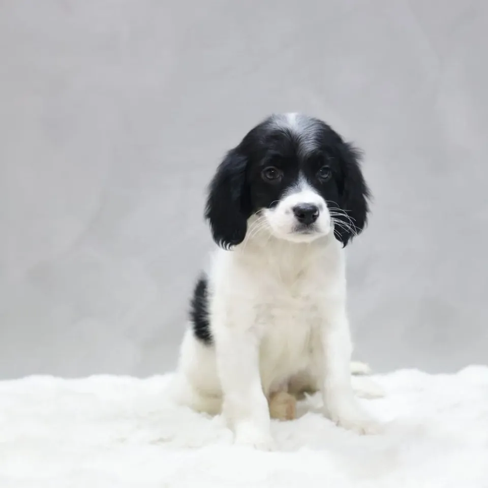 Nova, black white goldendoodle puppy for sale in Singapore