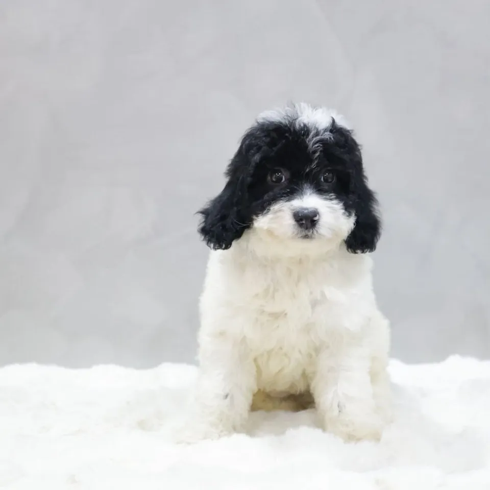 Waffles, black white goldendoodle puppy for sale in Singapore