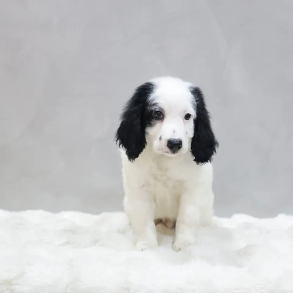 Echo, black white goldendoodle puppy for sale in Singapore
