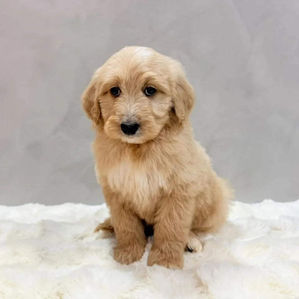 Sprout, golden goldendoodle puppy for sale in Singapore