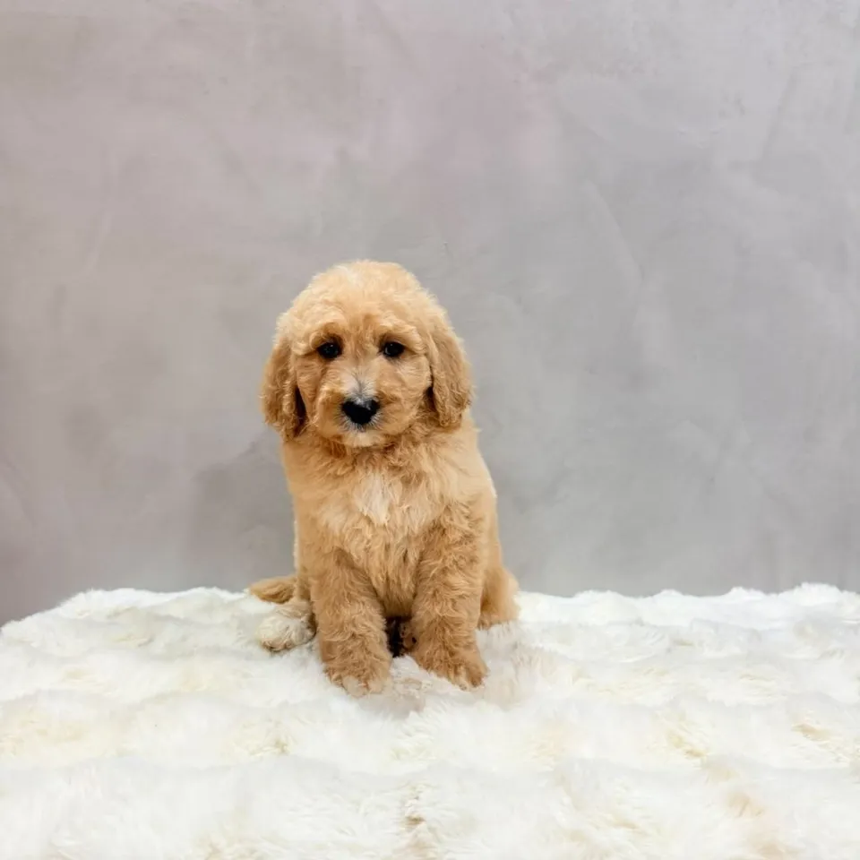 Pippin, golden goldendoodle puppy for sale in Singapore