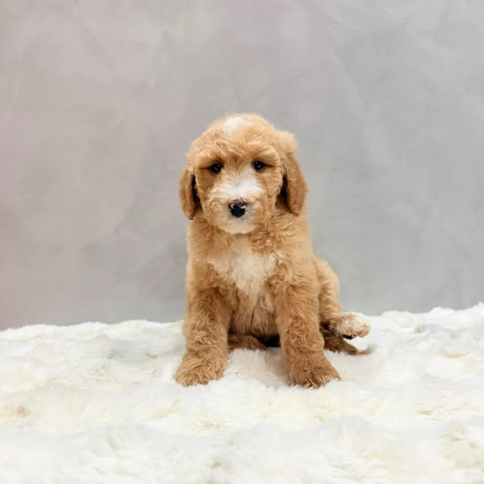 Miso, golden goldendoodle puppy for sale in Singapore