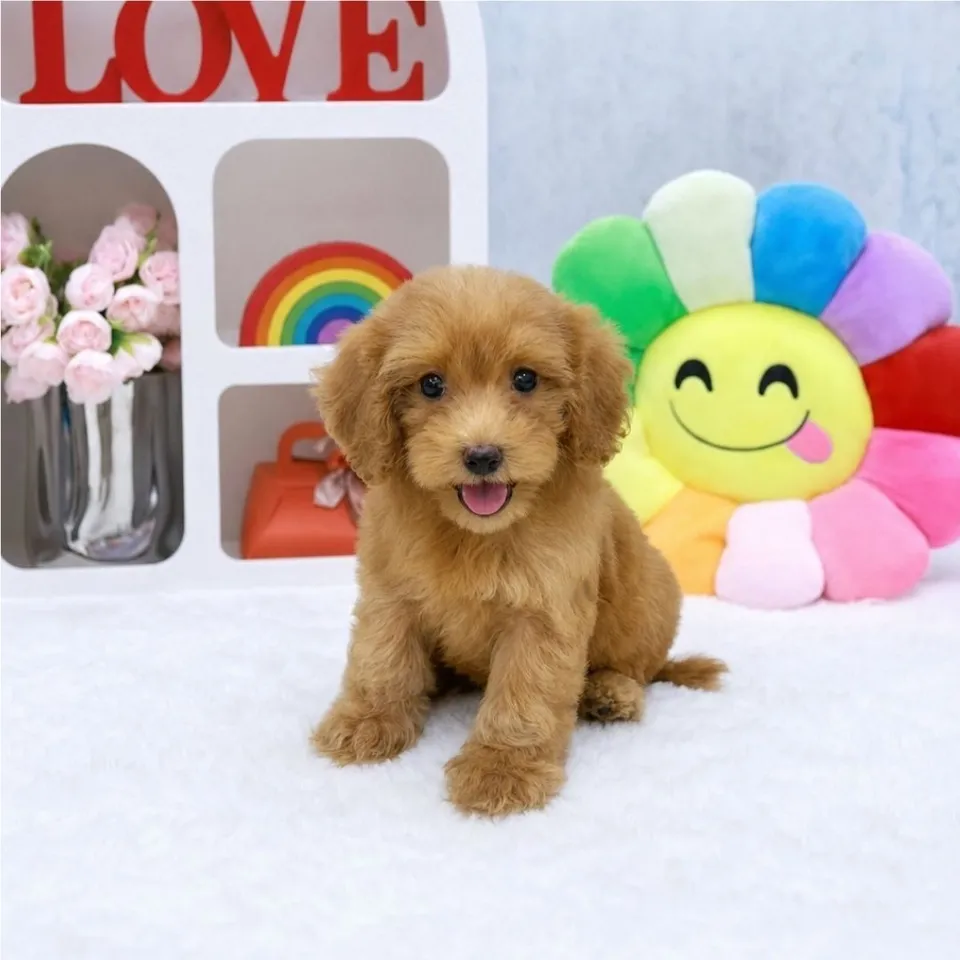 Swee, apricot cavapoo puppy for sale in Singapore