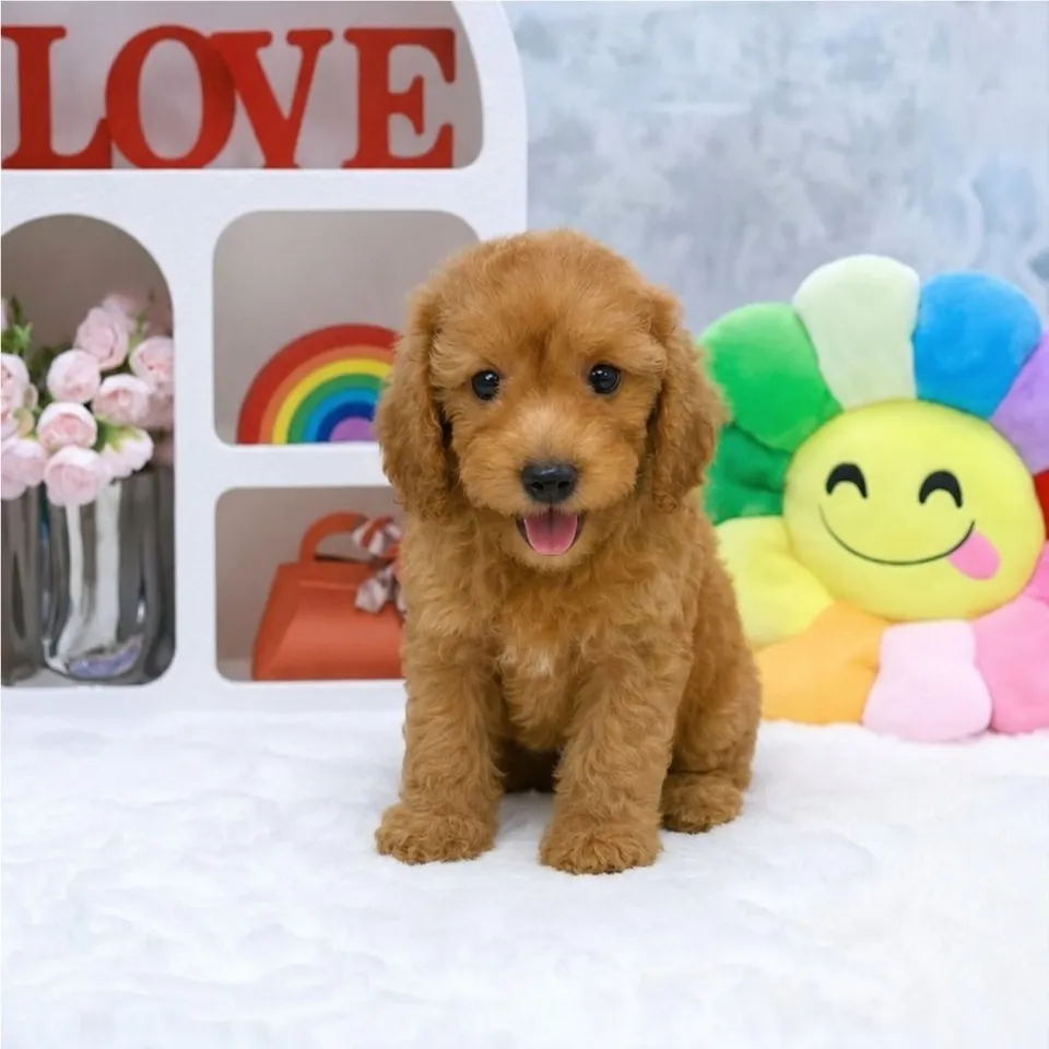 Sweet, apricot cavapoo puppy for sale in Singapore