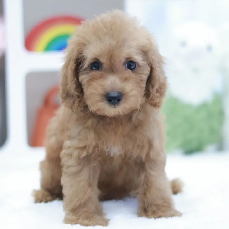 Sweet, apricot cavapoo puppy for sale in Singapore