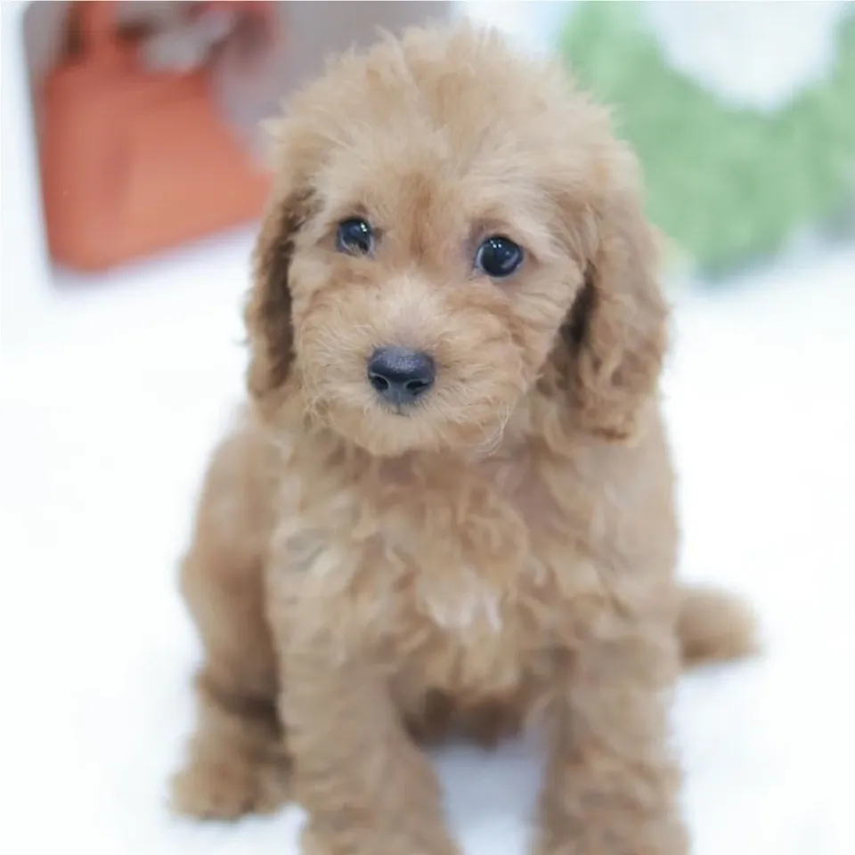 Ondeh, a Cavapoo puppy placed with a Singapore family