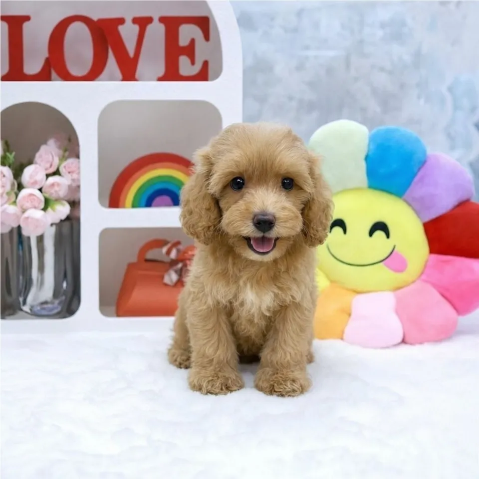 Potat, apricot cavapoo puppy for sale in Singapore