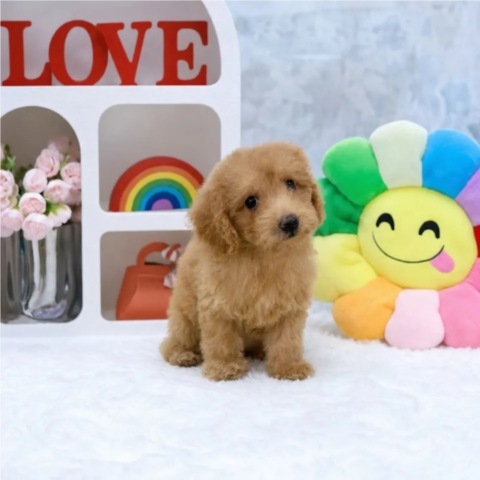 Potatoe, apricot cavapoo puppy for sale in Singapore