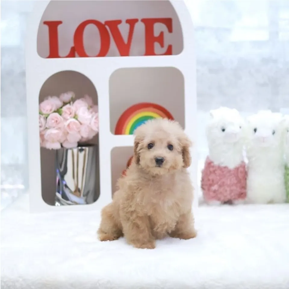 Gula, apricot cavapoo puppy for sale in Singapore