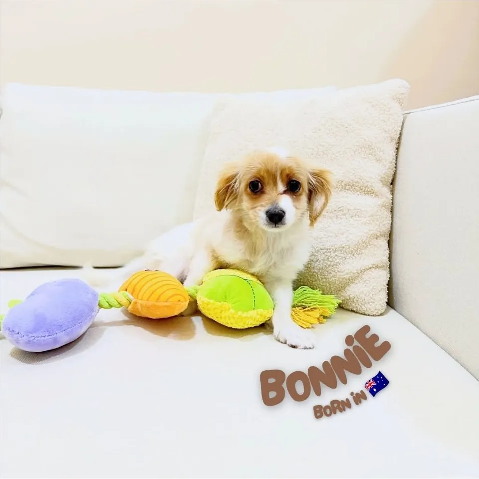 Cendil, brown white maltelier puppy for sale in Singapore