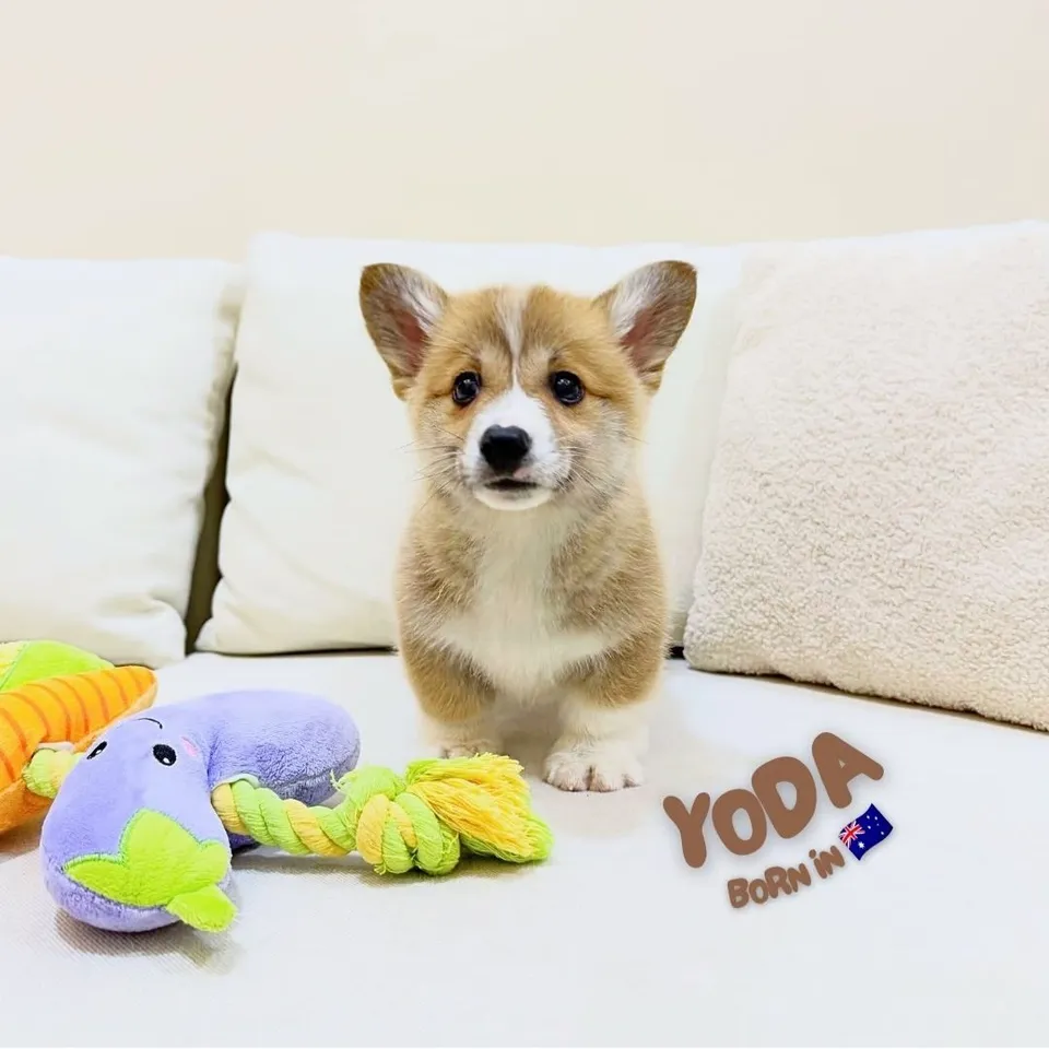 Yoda, sable corgi puppy for sale in Singapore