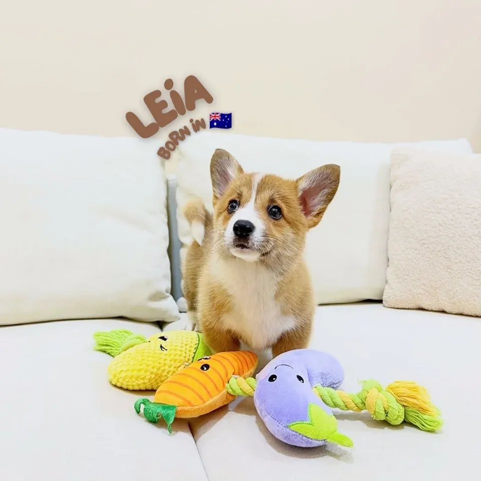 Leia, sable corgi puppy for sale in Singapore