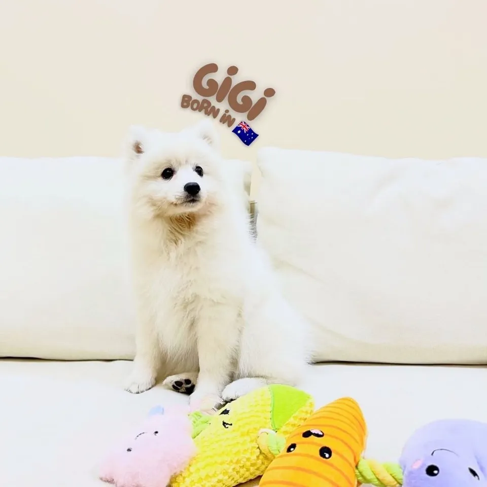 Gigi, white japanese spitz puppy for sale in Singapore
