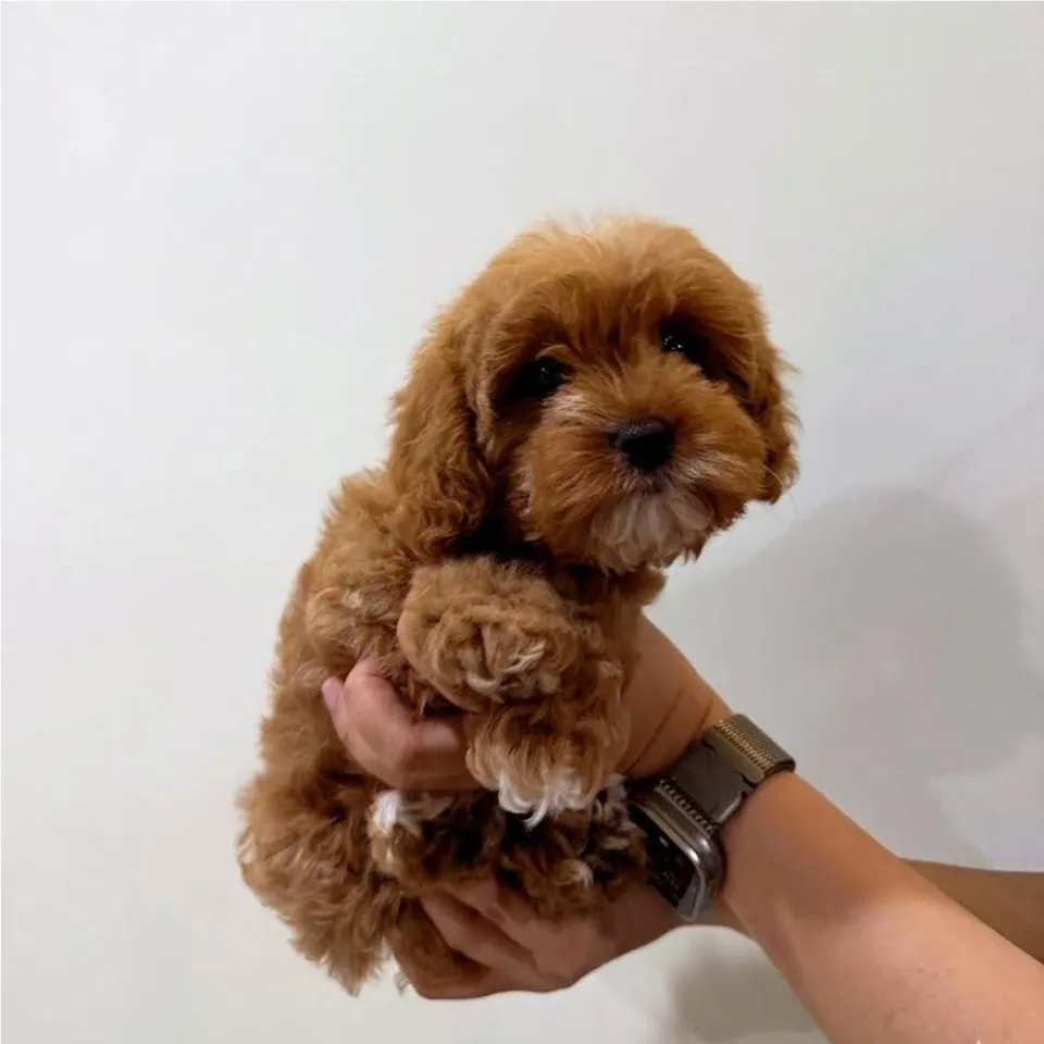Nifl, apricot cavapoo puppy for sale in Singapore