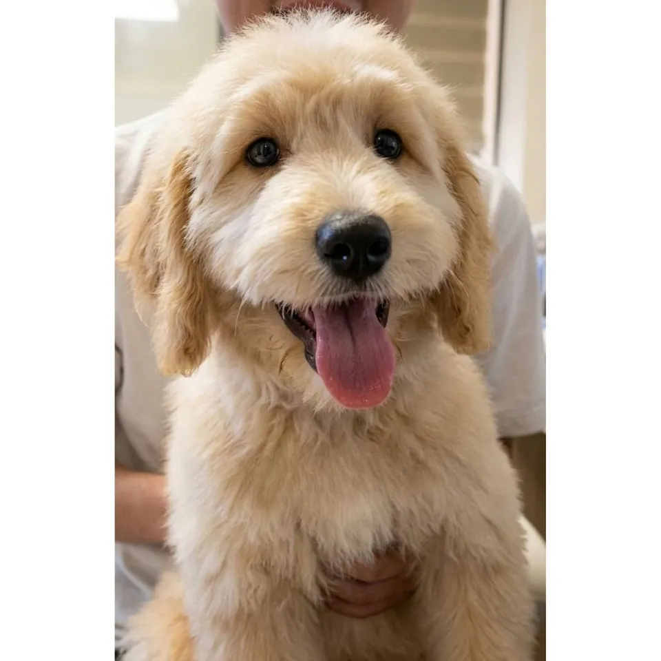 Brown Goldendoodle puppy, brown goldendoodle puppy for sale in Singapore