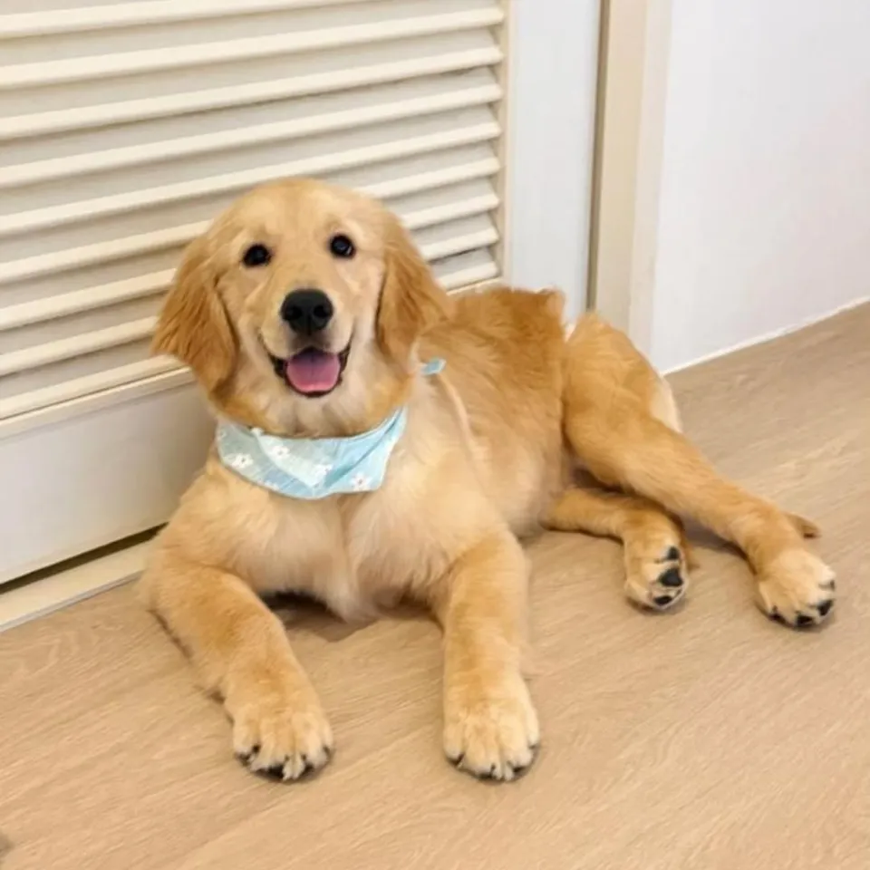 Golden Retriever puppy, golden retriever puppy for sale in Singapore