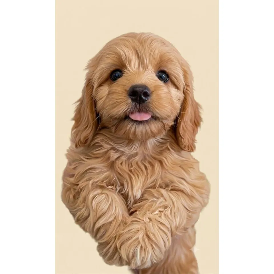 Brown Maltipoo puppy, brown maltipoo puppy for sale in Singapore
