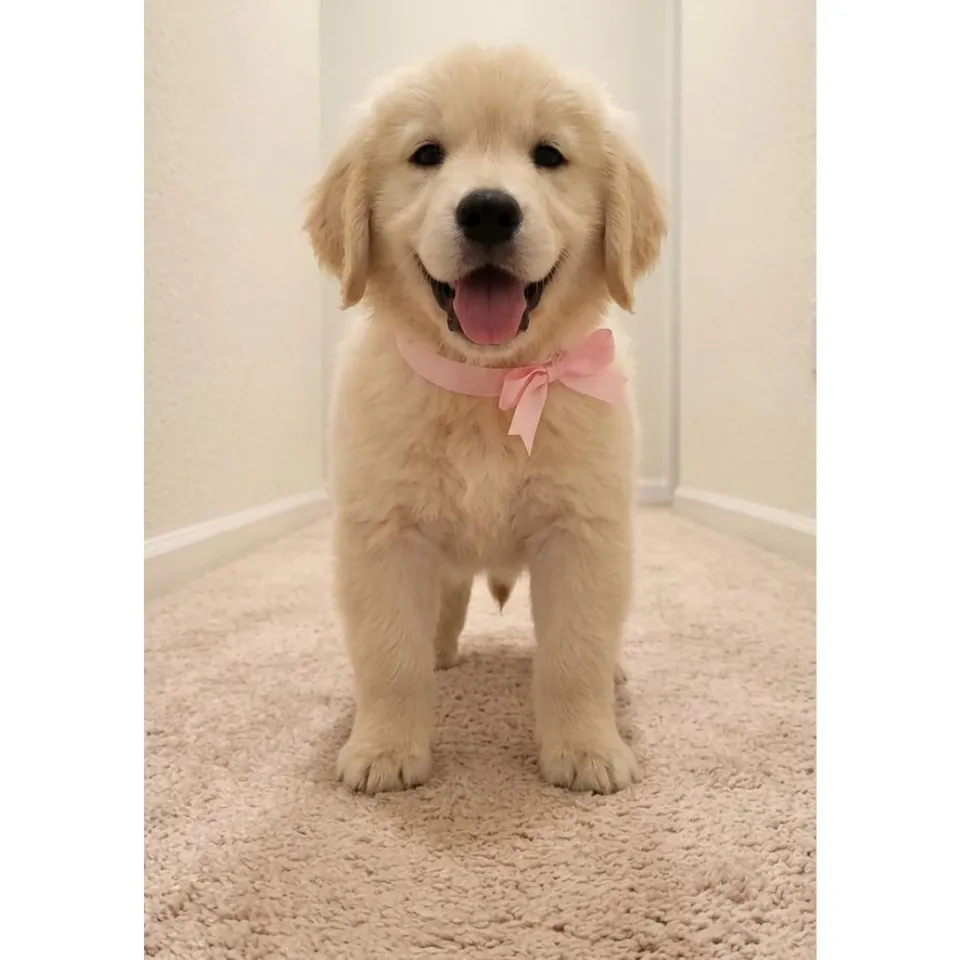 Brown Golden Retriever puppy, brown golden retriever puppy for sale in Singapore