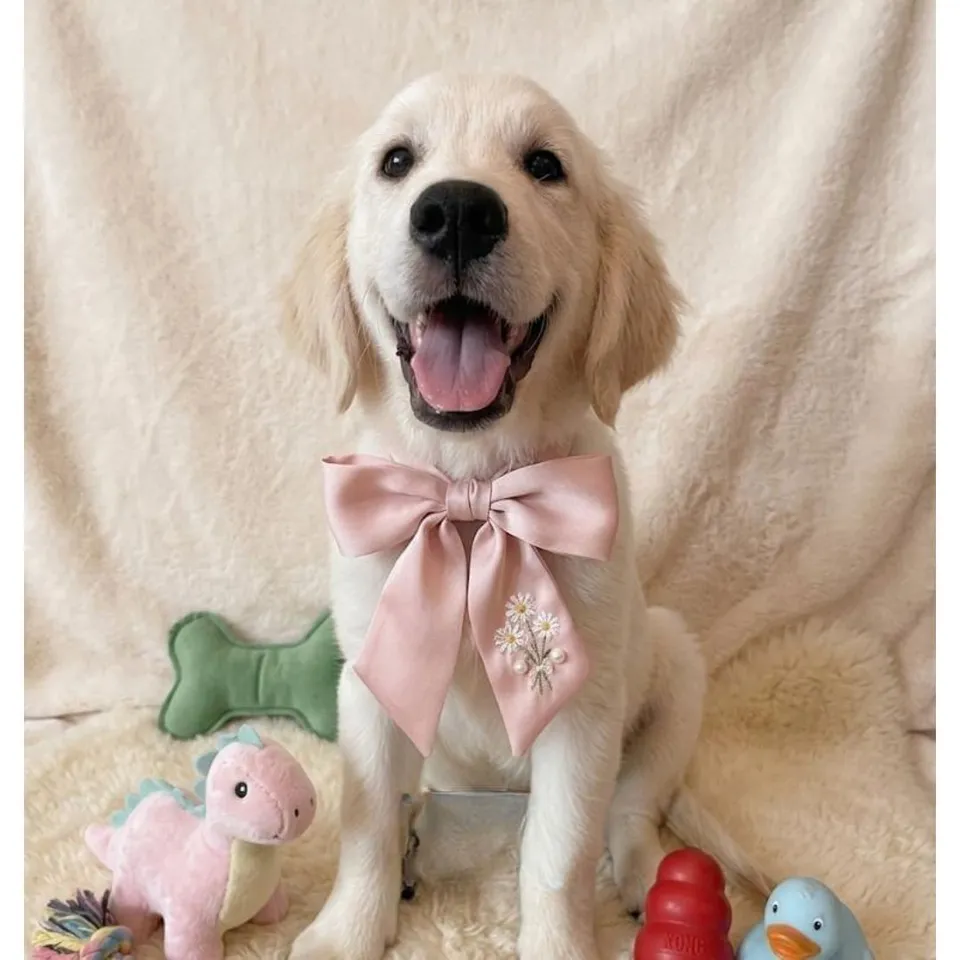 Cream Golden Retriever puppy, cream golden retriever puppy for sale in Singapore