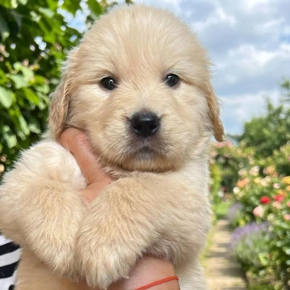Brown Golden Retriever puppy, brown golden retriever puppy for sale in Singapore