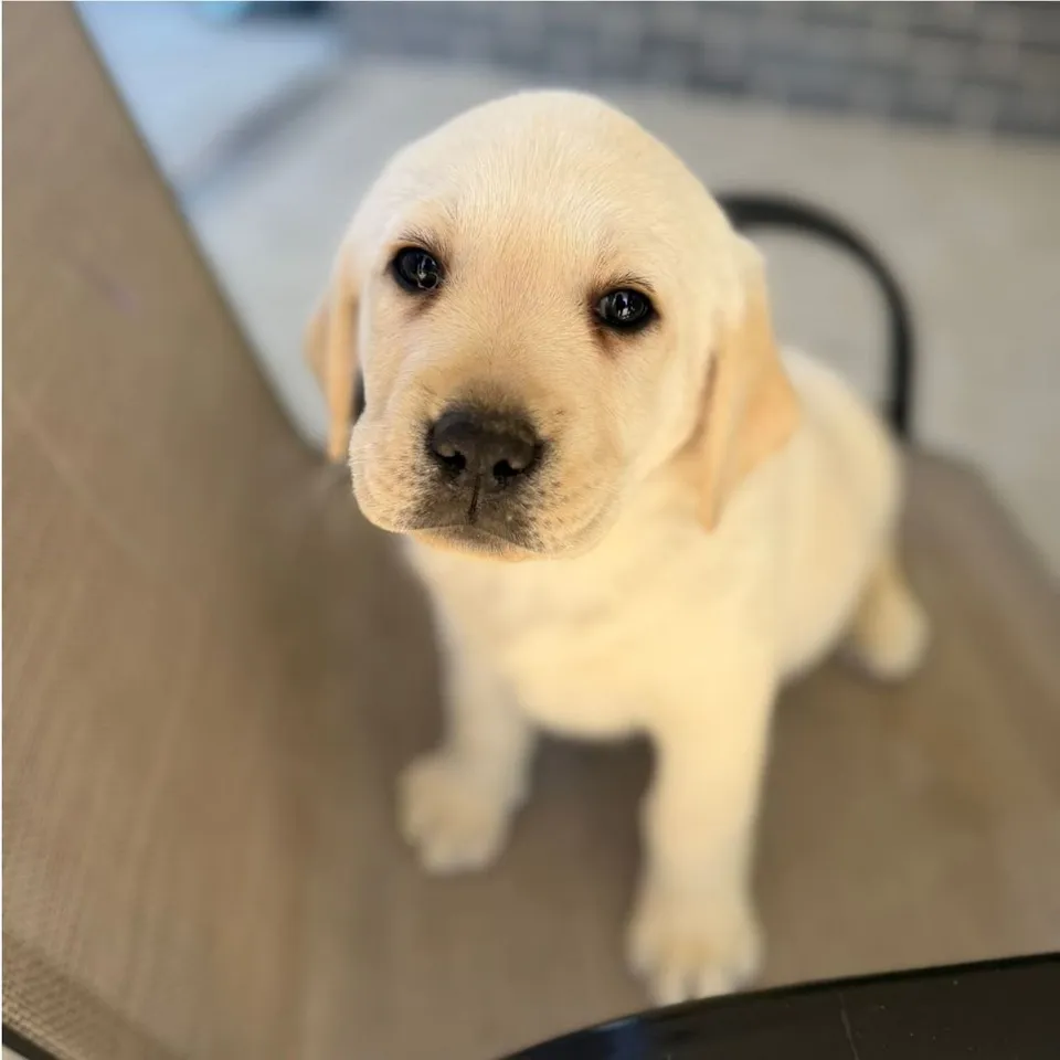 Yellow Labrador puppy, yellow labrador puppy for sale in Singapore