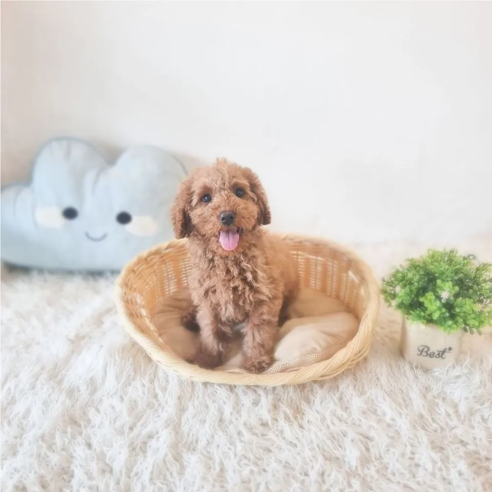 Chocolate Goldendoodle puppy, chocolate goldendoodle puppy for sale in Singapore